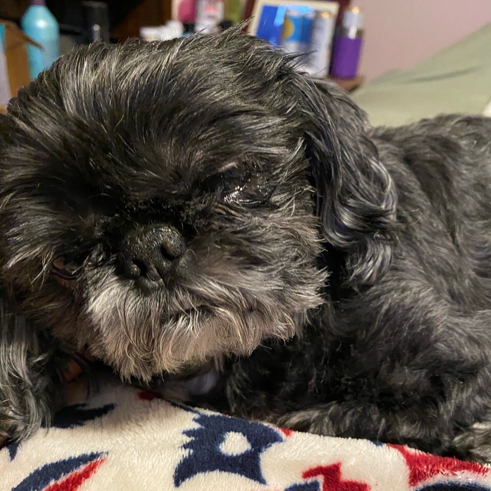 Meet your Posher, Misty